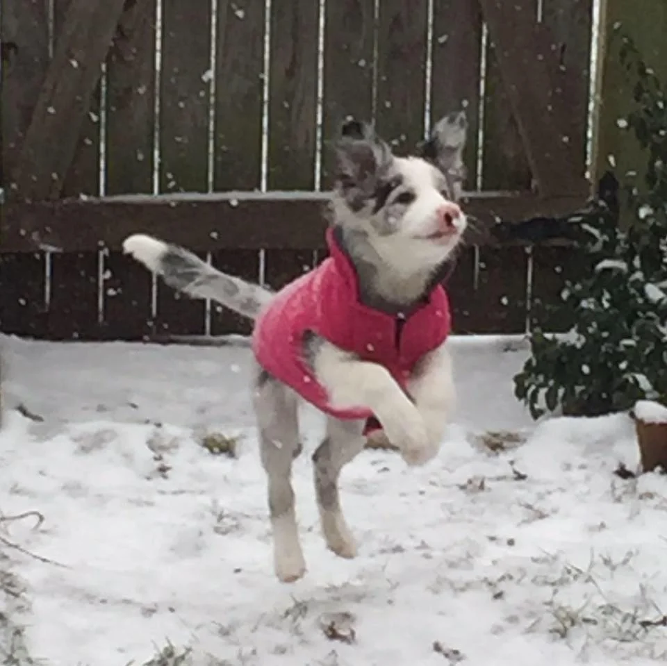 Забавные фото собак, которые впервые видят снег и не могут сдержать эмоций - фото 462572