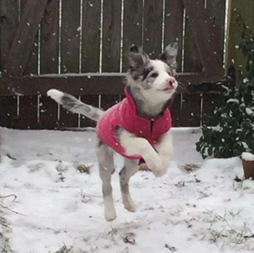 Кумедні фото песиків, які вперше бачать сніг і не можуть стримати емоцій - фото 462572