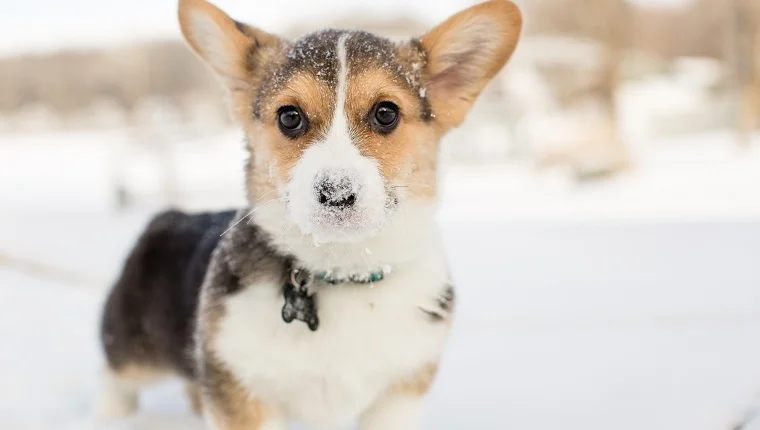 Забавные фото собак, которые впервые видят снег и не могут сдержать эмоций - фото 462573