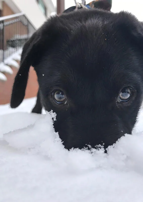 Забавные фото собак, которые впервые видят снег и не могут сдержать эмоций - фото 462574