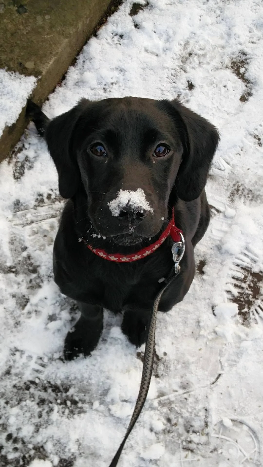 Забавные фото собак, которые впервые видят снег и не могут сдержать эмоций - фото 462575