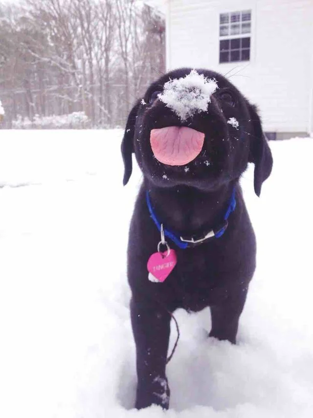 Забавные фото собак, которые впервые видят снег и не могут сдержать эмоций - фото 462576