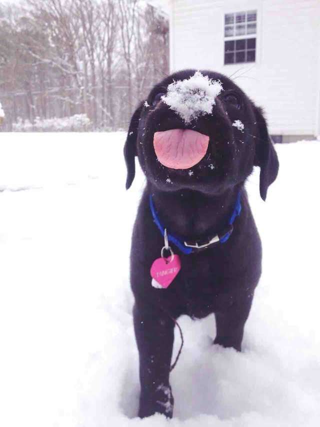 Кумедні фото песиків, які вперше бачать сніг і не можуть стримати емоцій - фото 462576