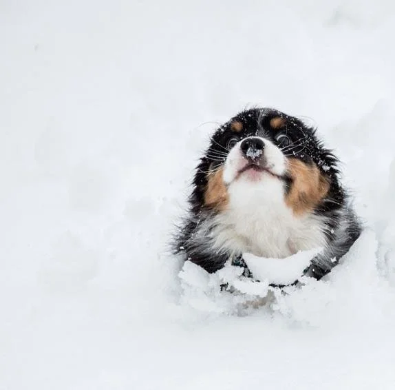 Забавные фото собак, которые впервые видят снег и не могут сдержать эмоций - фото 462577