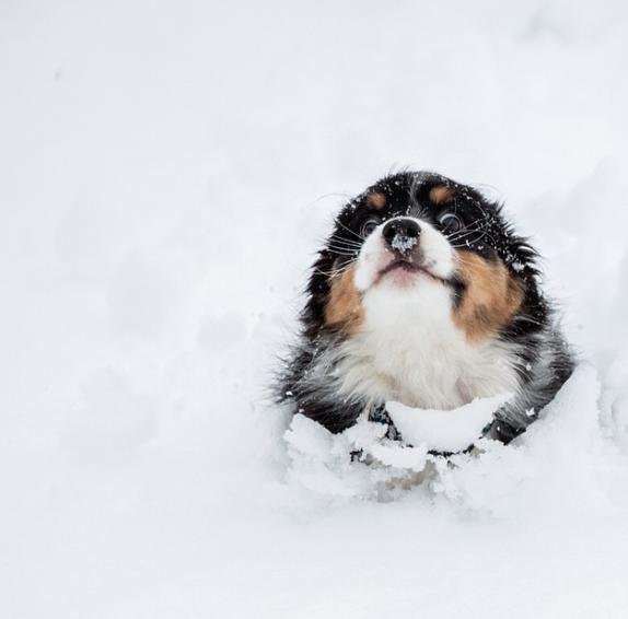 Кумедні фото песиків, які вперше бачать сніг і не можуть стримати емоцій - фото 462577