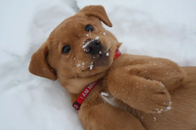 Кумедні фото песиків, які вперше бачать сніг і не можуть стримати емоцій - фото 462578