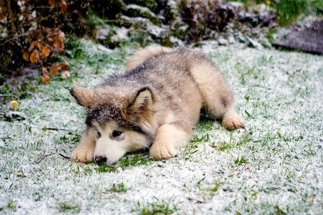 Забавные фото собак, которые впервые видят снег и не могут сдержать эмоций - фото 462579