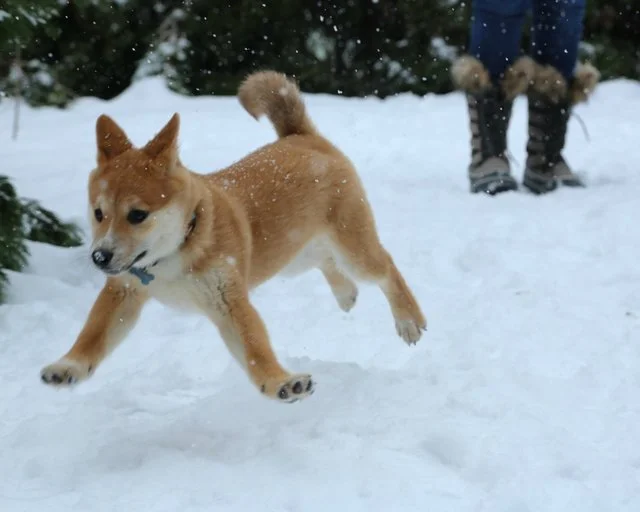Забавные фото собак, которые впервые видят снег и не могут сдержать эмоций - фото 462580