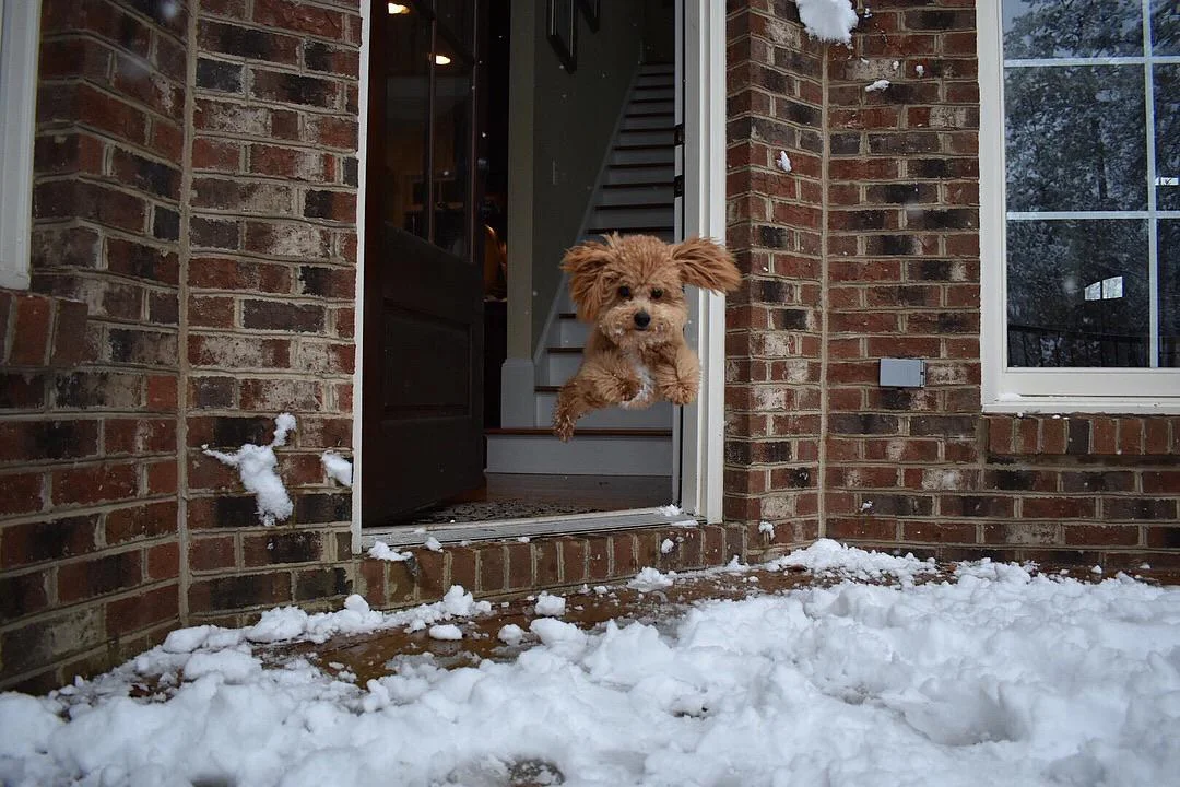 Забавные фото собак, которые впервые видят снег и не могут сдержать эмоций - фото 462581