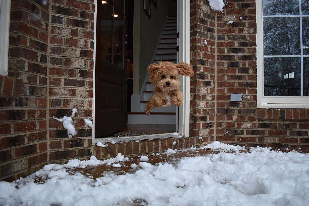 Кумедні фото песиків, які вперше бачать сніг і не можуть стримати емоцій - фото 462581
