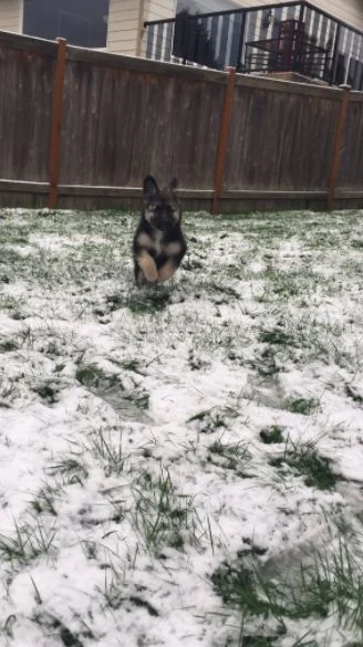 Забавные фото собак, которые впервые видят снег и не могут сдержать эмоций - фото 462583
