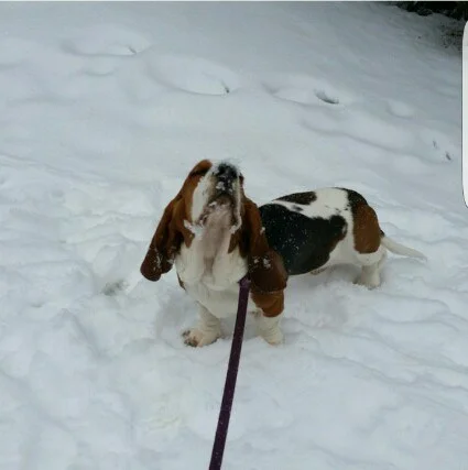 Забавные фото собак, которые впервые видят снег и не могут сдержать эмоций - фото 462584