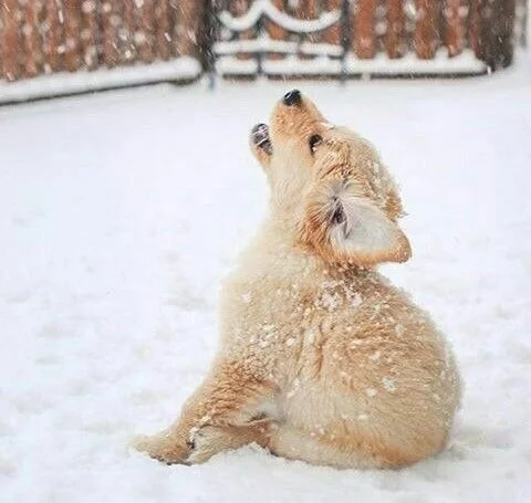 Забавные фото собак, которые впервые видят снег и не могут сдержать эмоций - фото 462585
