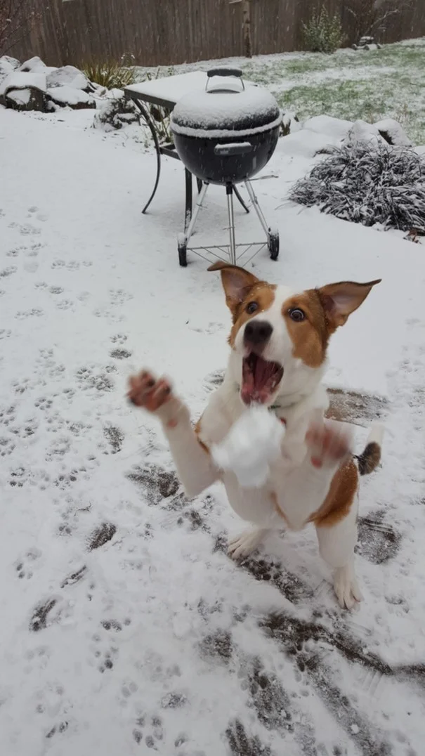 Забавные фото собак, которые впервые видят снег и не могут сдержать эмоций - фото 462586