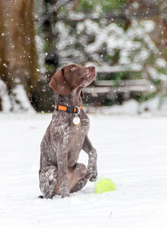 Забавные фото собак, которые впервые видят снег и не могут сдержать эмоций - фото 462587