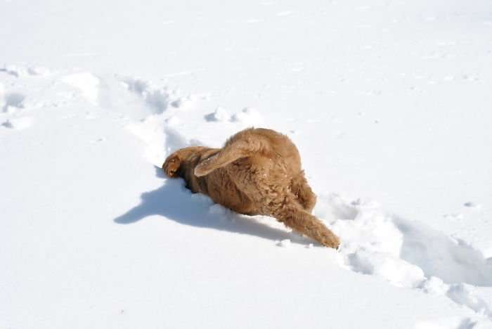 Кумедні фото песиків, які вперше бачать сніг і не можуть стримати емоцій - фото 462588