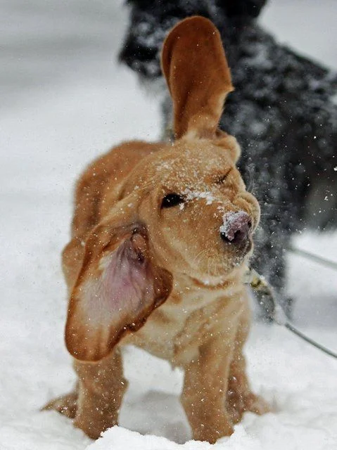 Забавные фото собак, которые впервые видят снег и не могут сдержать эмоций - фото 462589