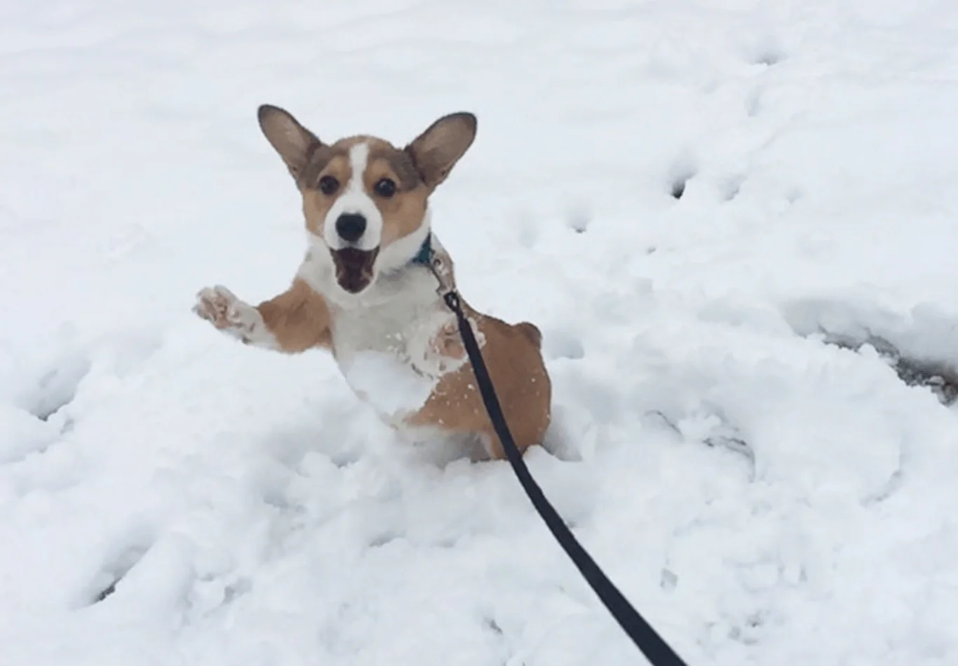 Забавные фото собак, которые впервые видят снег и не могут сдержать эмоций - фото 462590