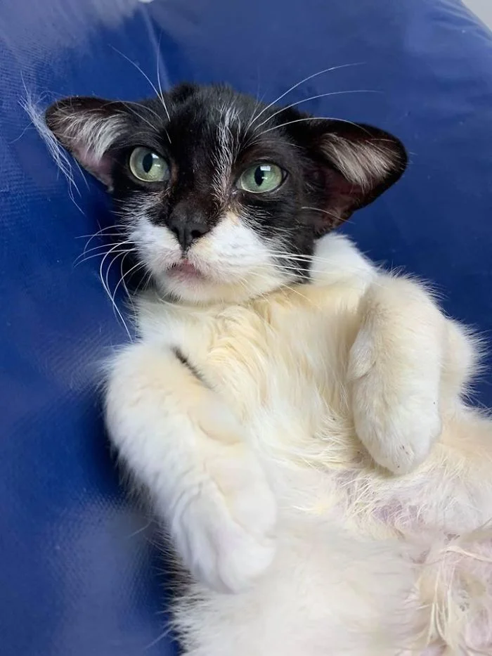 Кошка, похожая на Малыша Йоду, покорила интернет необычной внешностью - фото 462684