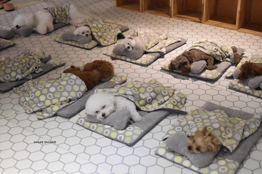 Как дети: фото щенков, которые спят в собачьих яслях, растопят сердце каждого - фото 462777