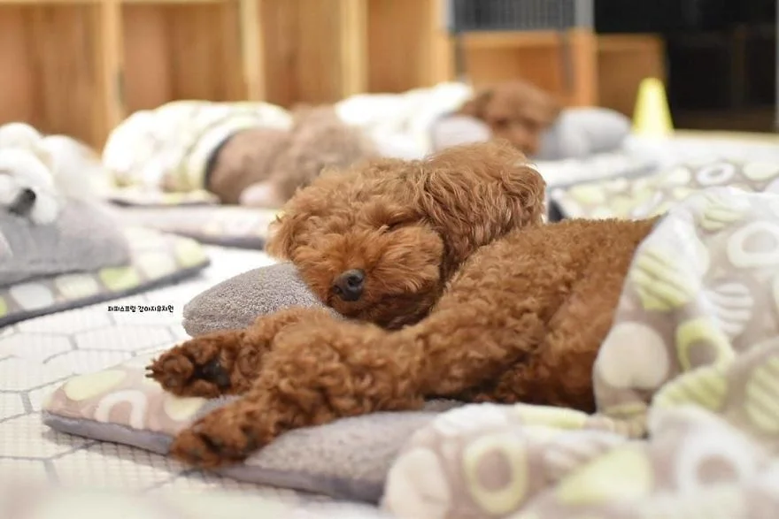 Как дети: фото щенков, которые спят в собачьих яслях, растопят сердце каждого - фото 462778
