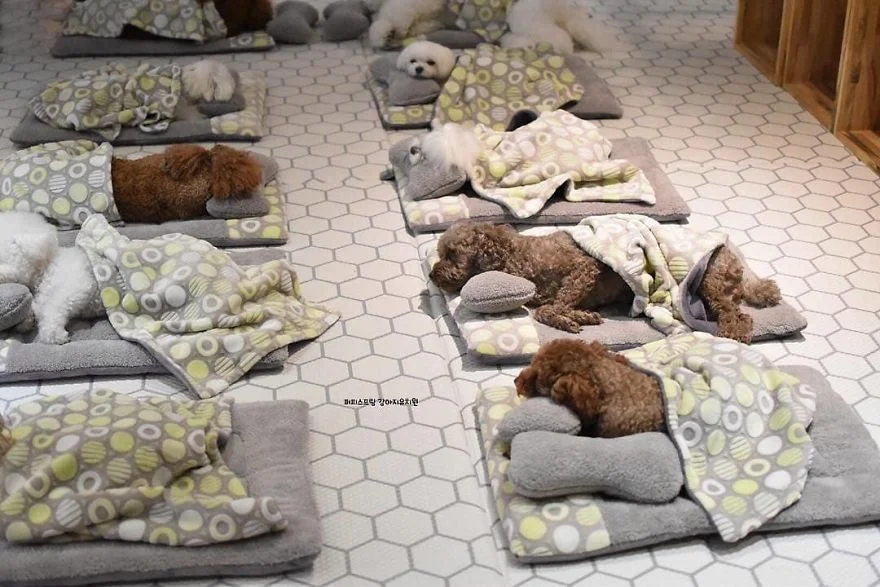 Как дети: фото щенков, которые спят в собачьих яслях, растопят сердце каждого - фото 462779