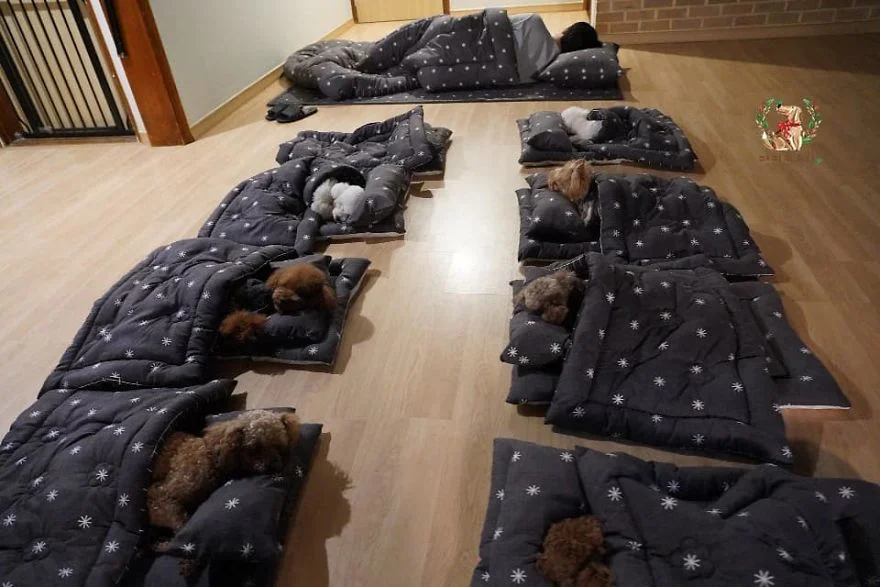 Как дети: фото щенков, которые спят в собачьих яслях, растопят сердце каждого - фото 462781