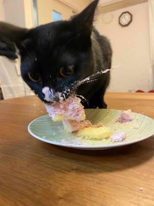 Котик шалено поїдає тістечко - фото 462869