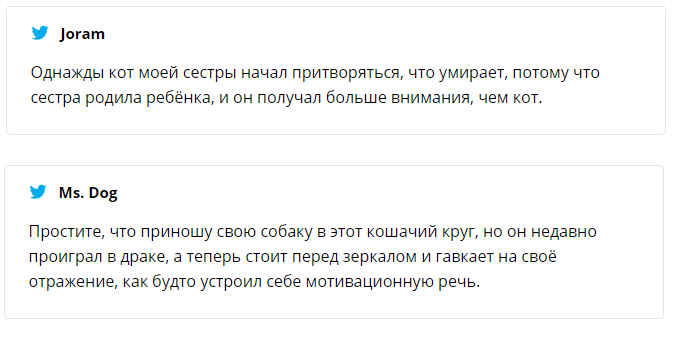 Девушка выяснила, почему ее котик грустит – причина рассмешила весь интернет - фото 463725