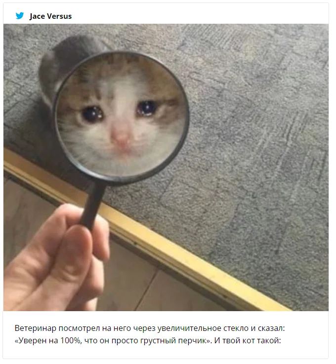 Девушка выяснила, почему ее котик грустит – причина рассмешила весь интернет - фото 463726