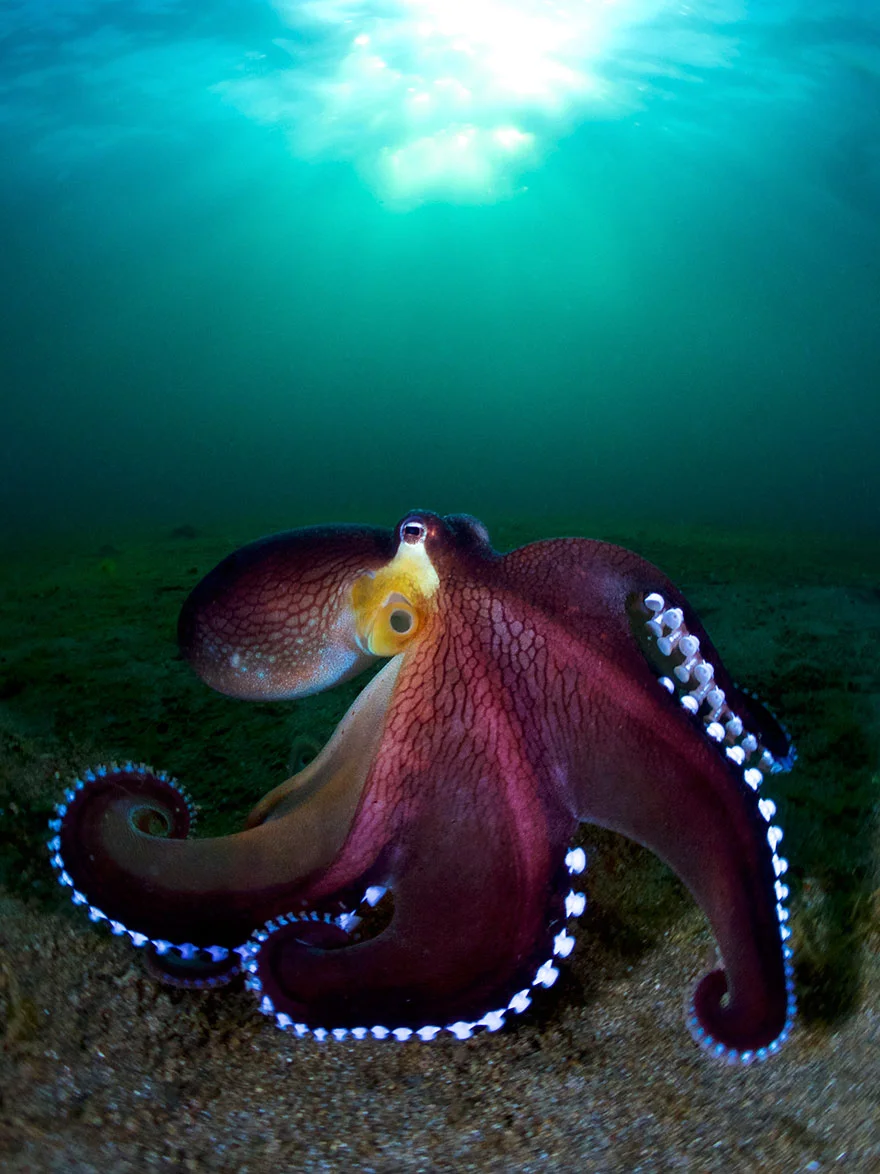 Другой мир: потрясающие фото победителей конкурса подводной съемки - фото 464406
