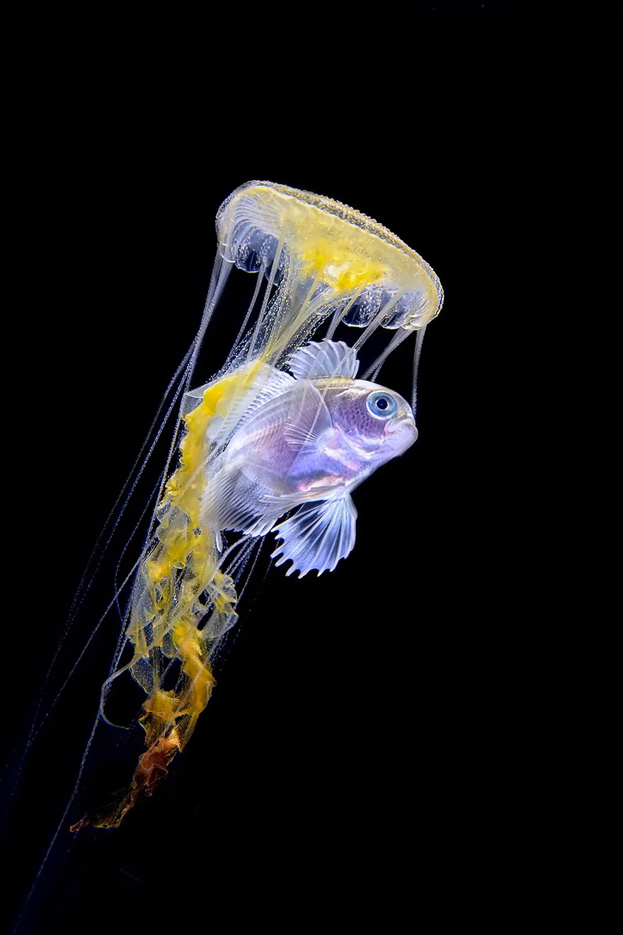 Другой мир: потрясающие фото победителей конкурса подводной съемки - фото 464407