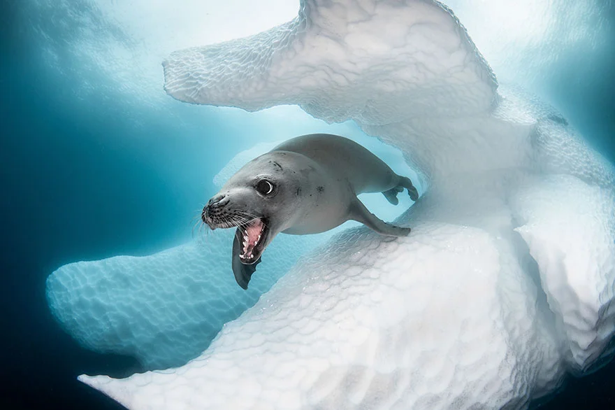 Другой мир: потрясающие фото победителей конкурса подводной съемки - фото 464412