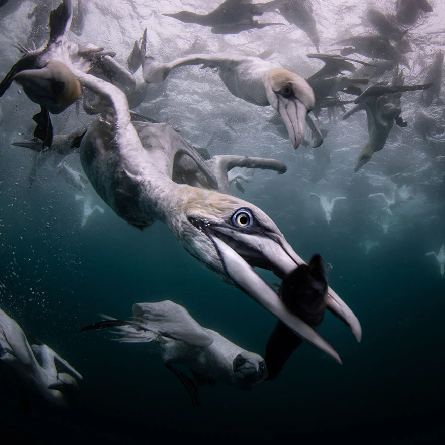 Другой мир: потрясающие фото победителей конкурса подводной съемки - фото 464417