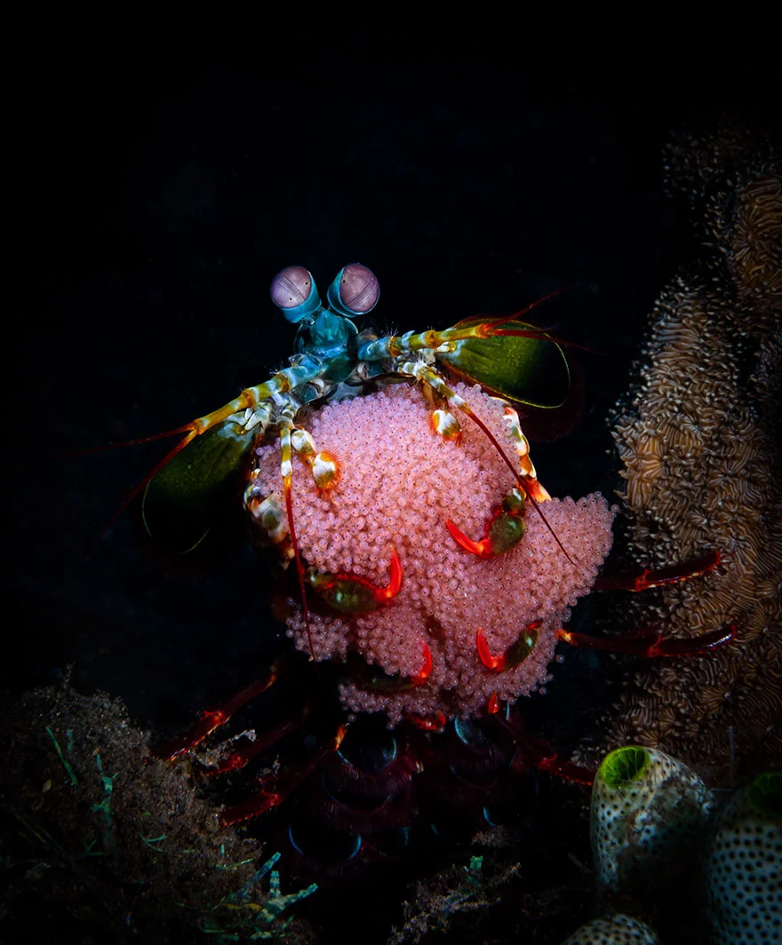 Другой мир: потрясающие фото победителей конкурса подводной съемки - фото 464418