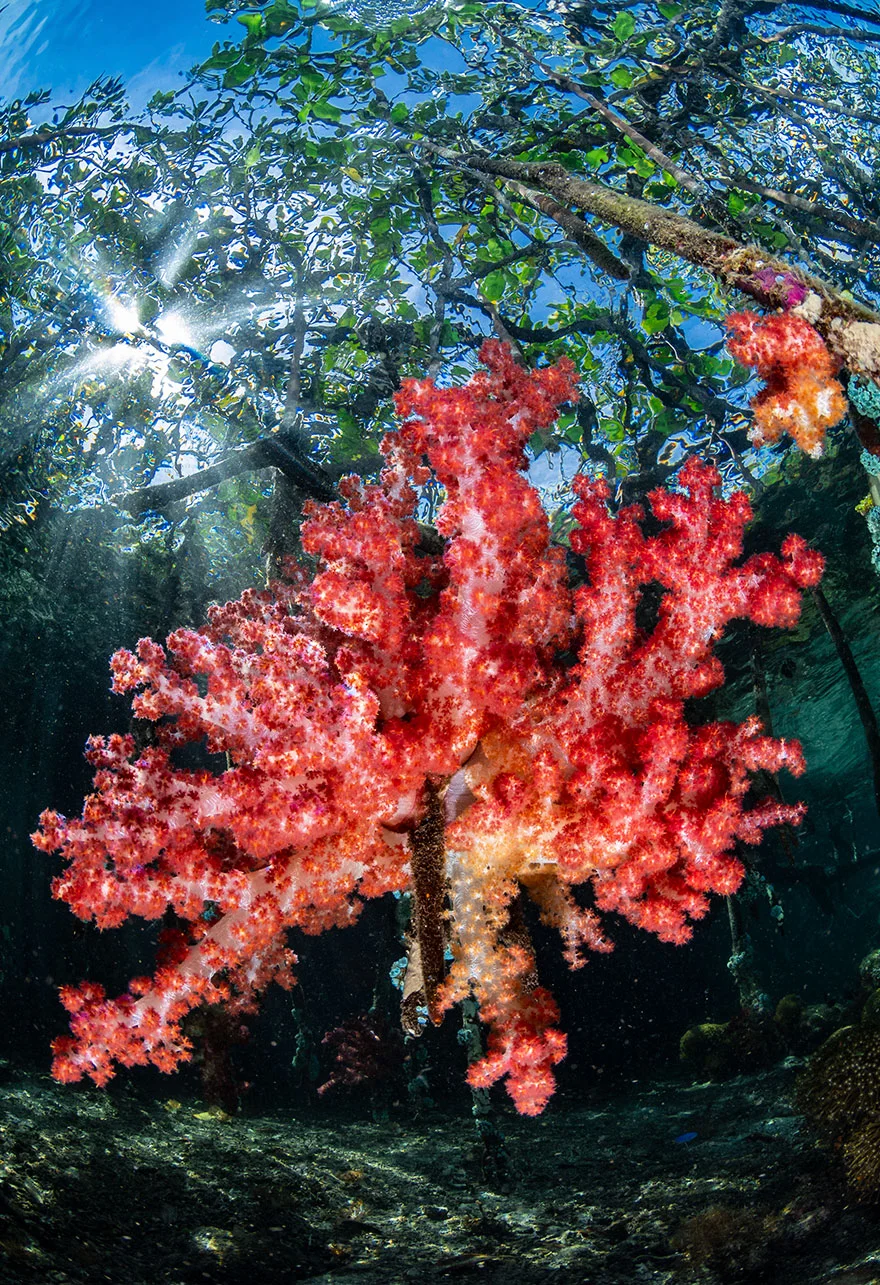 Другой мир: потрясающие фото победителей конкурса подводной съемки - фото 464423
