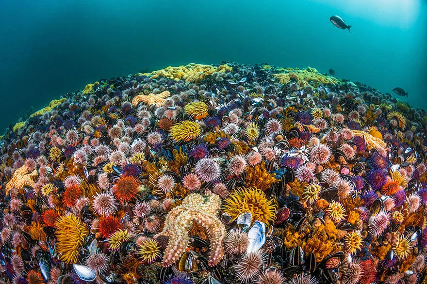 Другой мир: потрясающие фото победителей конкурса подводной съемки - фото 464425