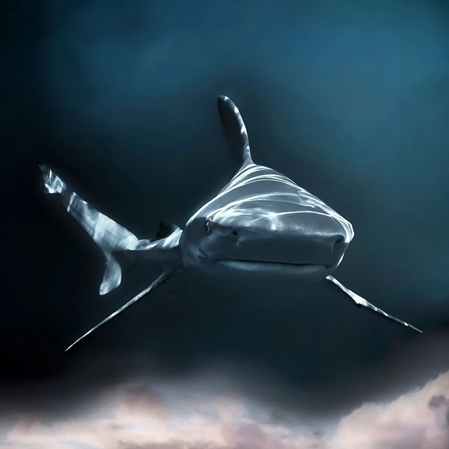 Другой мир: потрясающие фото победителей конкурса подводной съемки - фото 464428