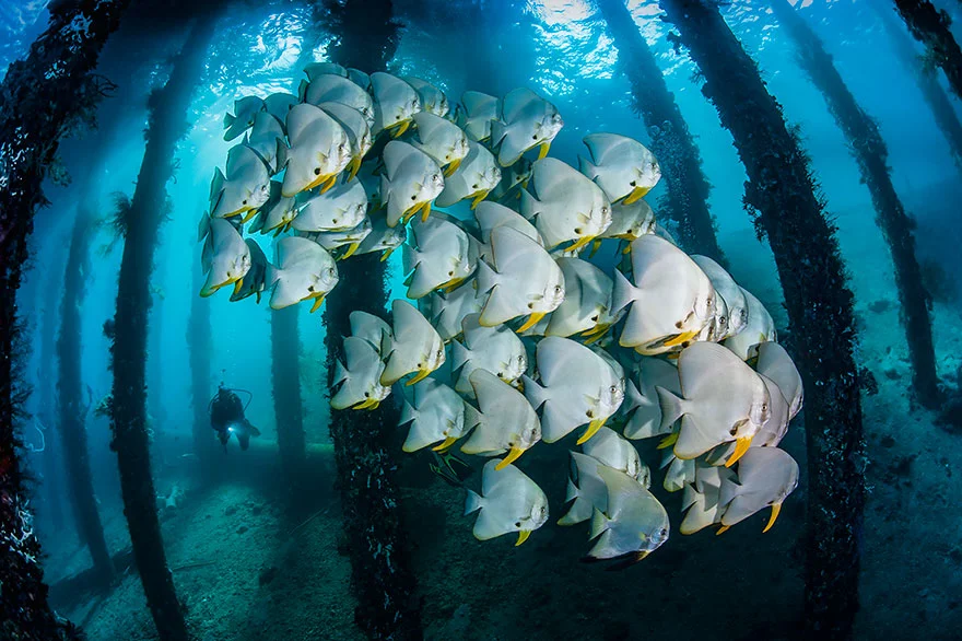 Інший світ: приголомшливі фото переможців конкурсу підводної зйомки - фото 464429