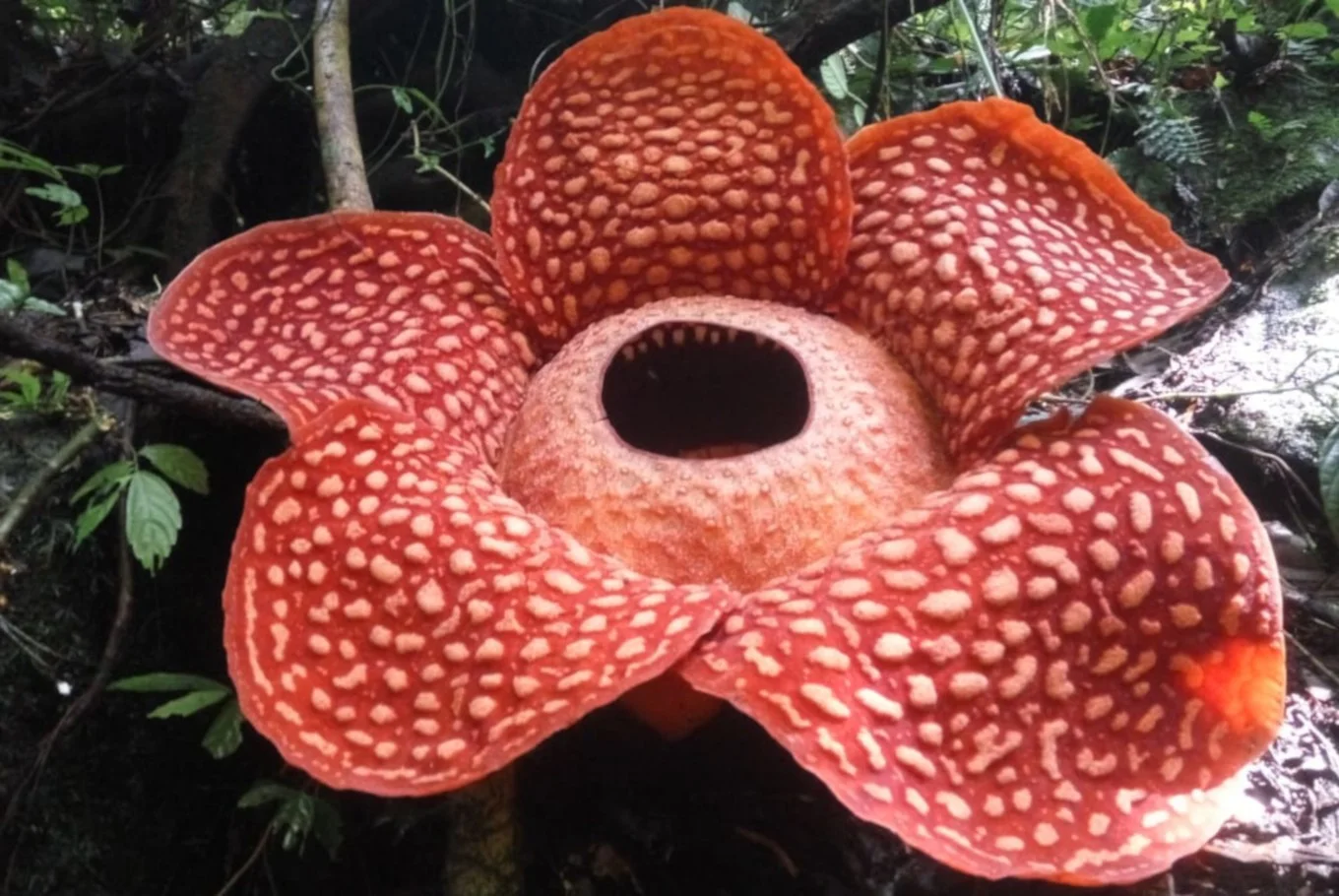 Знайшли найбільшу квітку у світі, і це справжня рослина-монстр - фото 464521