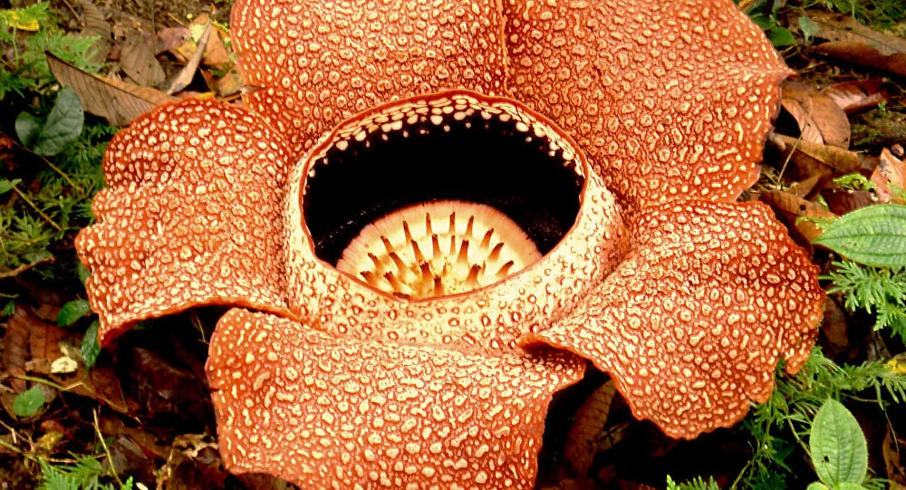 Нашли самый большой цветок в мире, и это настоящее растение-монстр - фото 464522