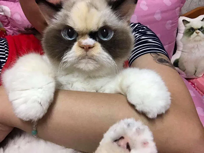Новый Grumpy Cat: звездой интернета стал кот с очень злой, но такой смешной мордочкой - фото 465466