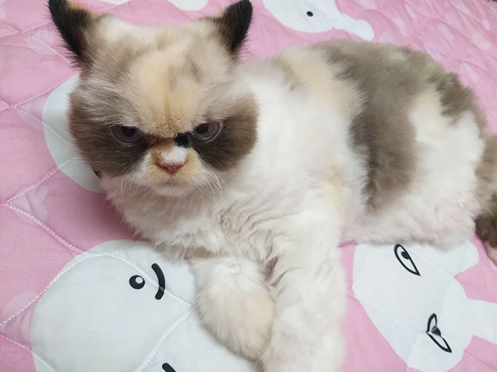 Новий Grumpy Cat: зіркою інтернету став кіт з дуже злою, але такою смішною мордочкою - фото 465467