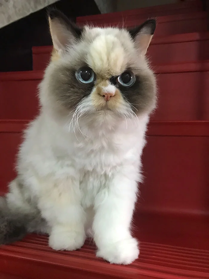 Новый Grumpy Cat: звездой интернета стал кот с очень злой, но такой смешной мордочкой - фото 465468