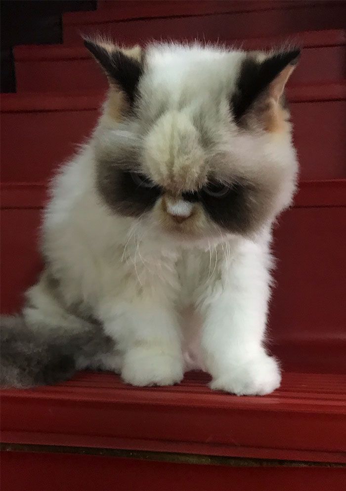 Новий Grumpy Cat: зіркою інтернету став кіт з дуже злою, але такою смішною мордочкою - 465469 Новий Grumpy Cat: зіркою інтернету став кіт з дуже злою, але такою смішною мордочкою - фото 465469