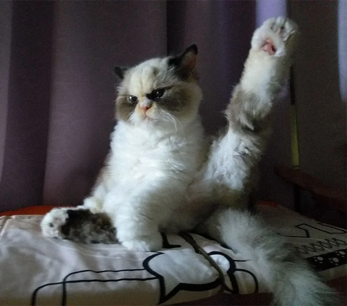 Новий Grumpy Cat: зіркою інтернету став кіт з дуже злою, але такою смішною мордочкою - фото 465470