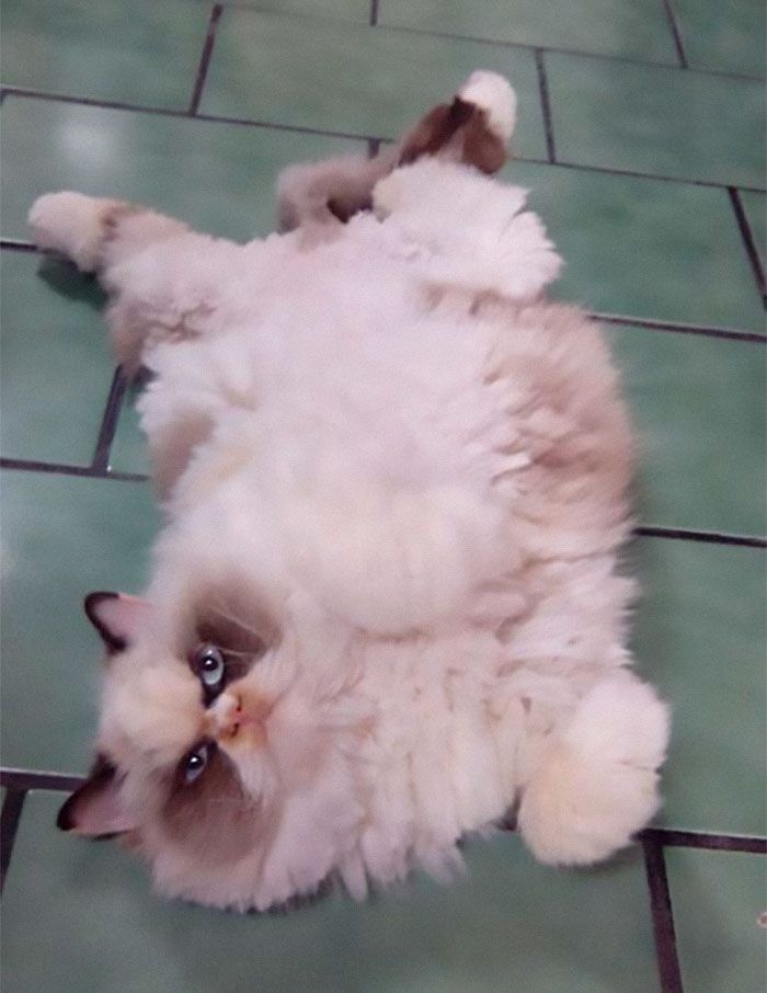 Новий Grumpy Cat: зіркою інтернету став кіт з дуже злою, але такою смішною мордочкою - 465471 Новий Grumpy Cat: зіркою інтернету став кіт з дуже злою, але такою смішною мордочкою - фото 465471