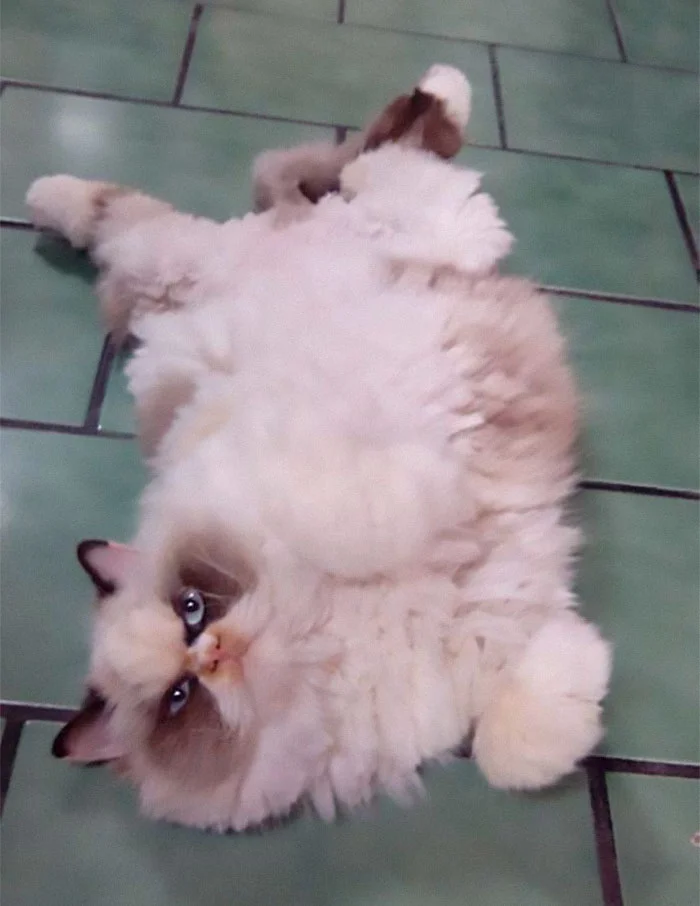 Новий Grumpy Cat: зіркою інтернету став кіт з дуже злою, але такою смішною мордочкою - фото 465471