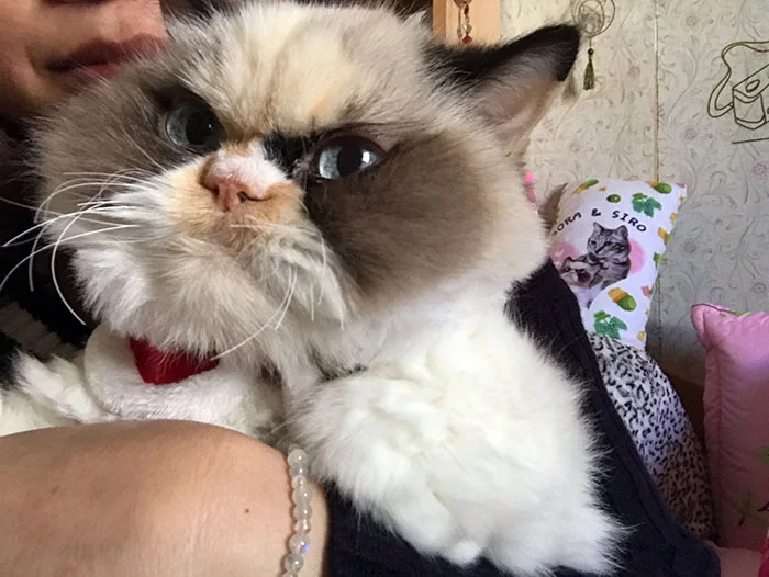 Новый Grumpy Cat: звездой интернета стал кот с очень злой, но такой смешной мордочкой - фото 465472