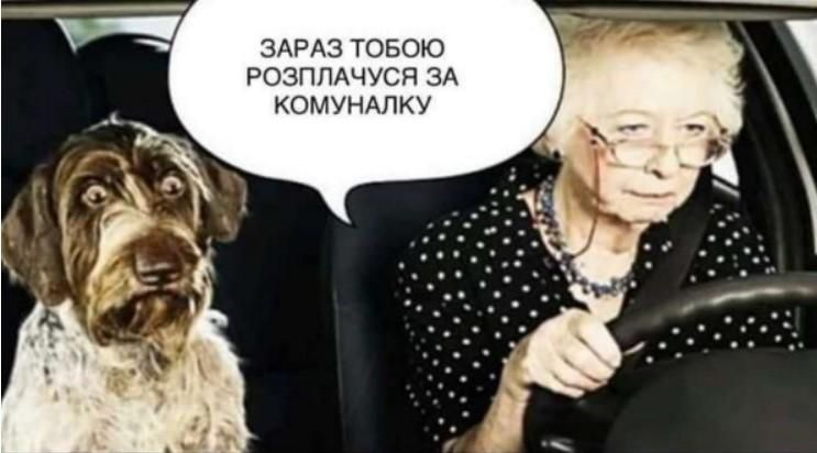 Скандальний коментар депутата про собаку й комуналку породив безліч феєричних мемів - фото 466357